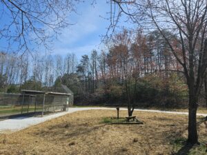 Baseball dugout and field in woods.