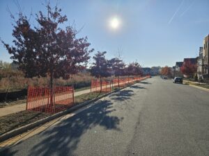 Sunny street lined with fall trees.